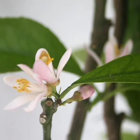 Pensión ó Da Casa Peniche