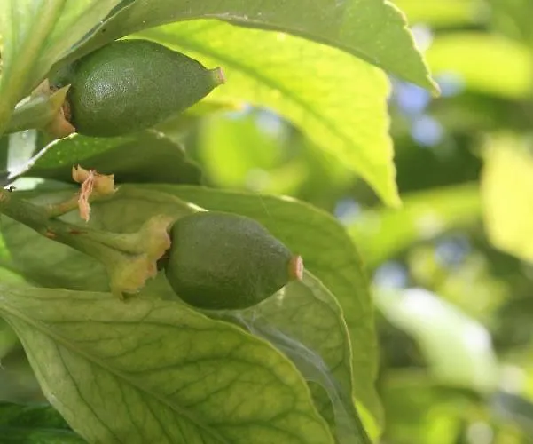 O Da Casa Пениши