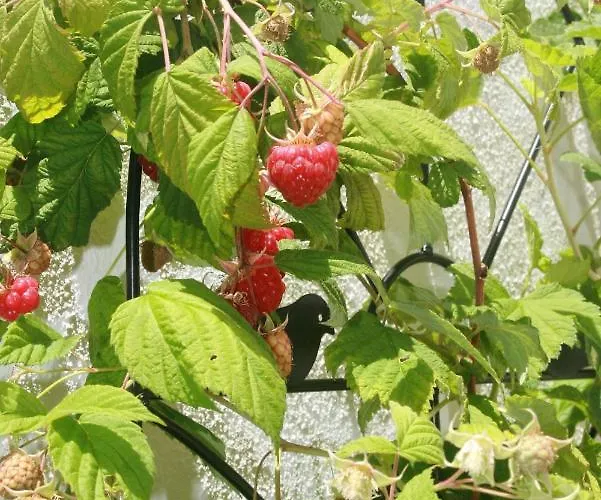 O Da Casa Гостевой дом