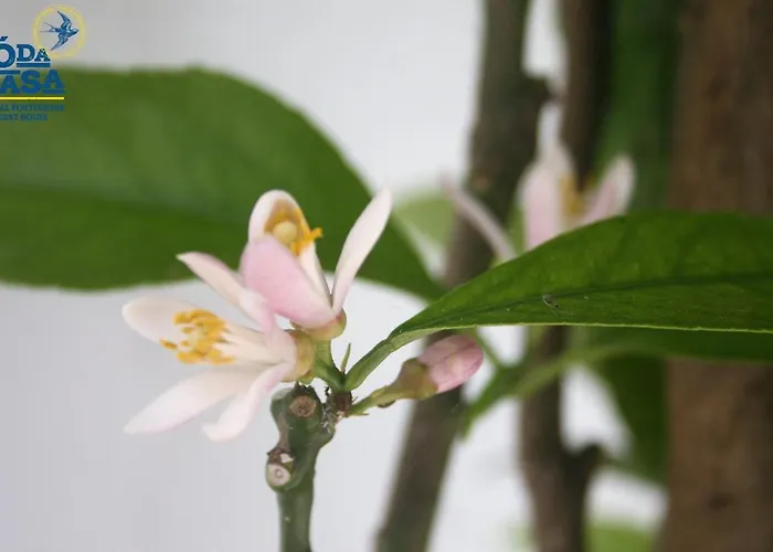 Гостевой дом O Da Casa Пениши